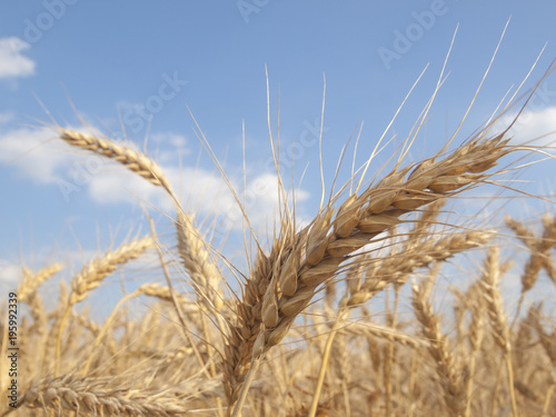 Wheat field on a sunny day