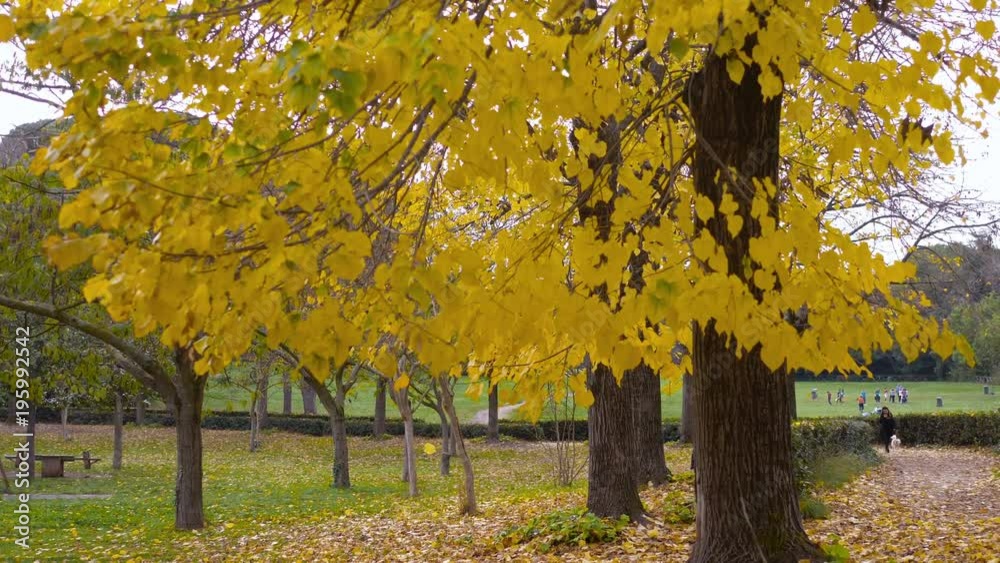 beautiful view of autumn park: trees, leaves - steadycam beautiful view of autumn park: trees, leaves - steadycam