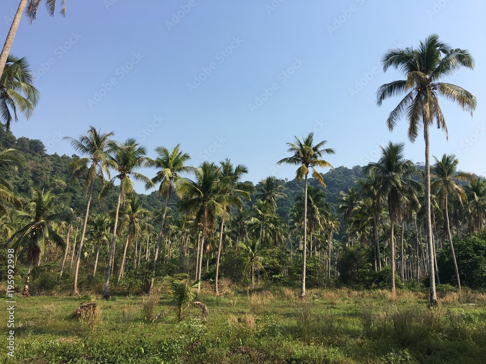 Tropical palm trees and blue sky. Sunny day. Koh Kood Thailand Tropical palm trees and blue sky. Sunny day. Koh Kood Thailand