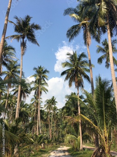 Tropical palm trees along the path and blue sky. Sunny day. Koh Kood Thailand 