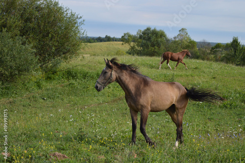 horses in the meadow