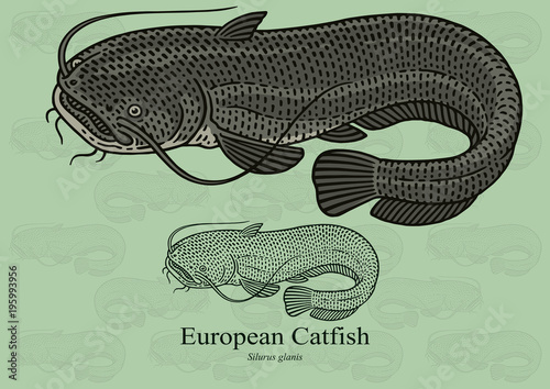 European Catfish. Vector illustration with refined details and optimized stroke that allows the image to be used in small sizes (in packaging design, decoration, educational graphics, etc.)