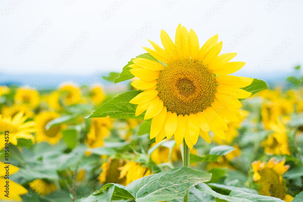 SunFlower Field in Hokkaido