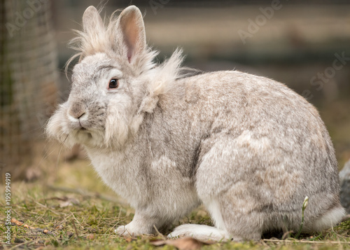 A white dwarf rabbit sitting in the grass