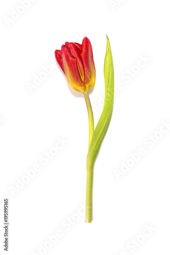 Red and yellow tulip flower isolated on white background