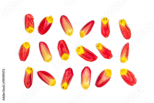 Red and yellow tulip petals on white background