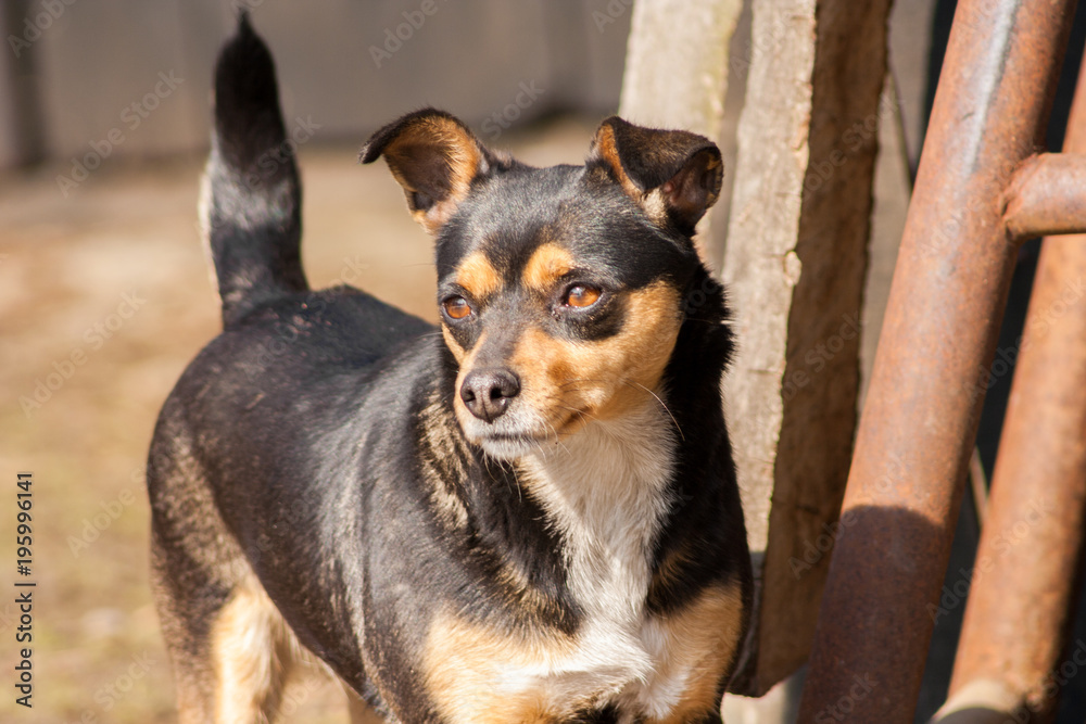 Black-brown dog standing and looking into the distance Black-brown dog standing and looking into the distance