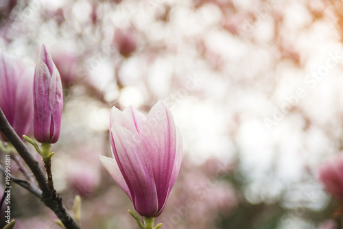 Beautiful magnolia flowers in spring   floral background
