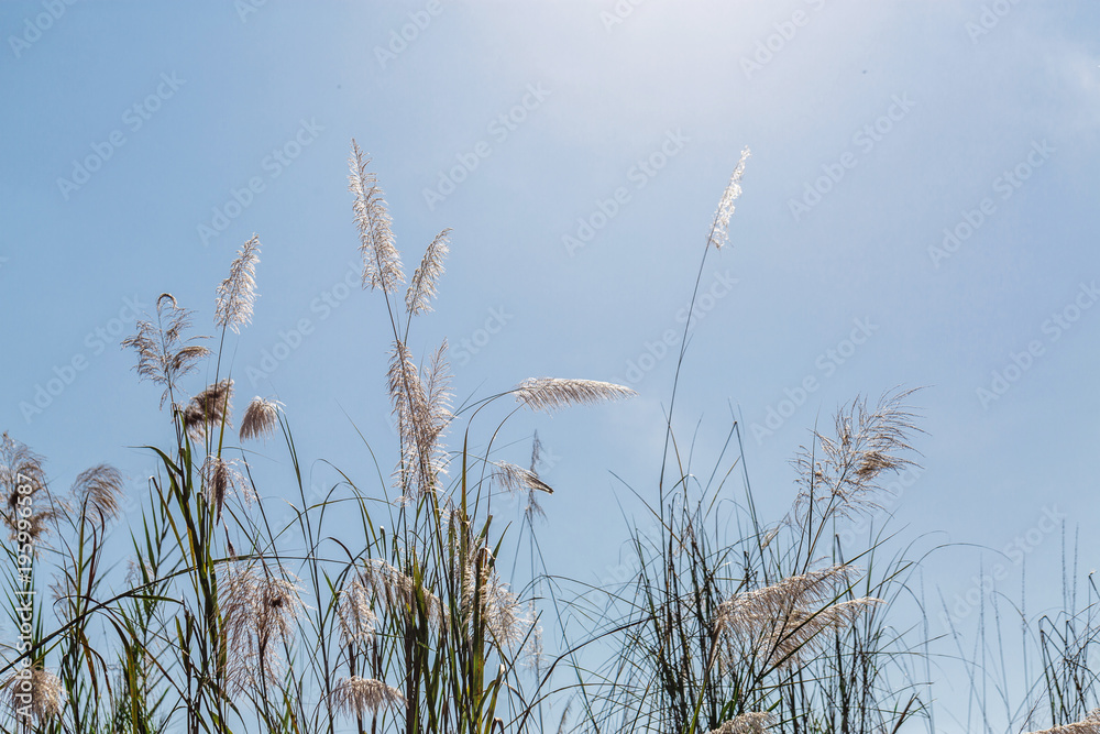 Obraz premium beautiful plants on the sky background