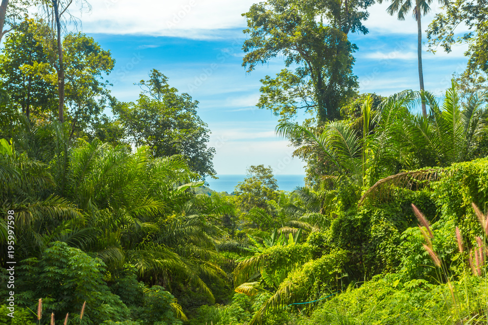 Fototapeta premium Tropical forest, trees