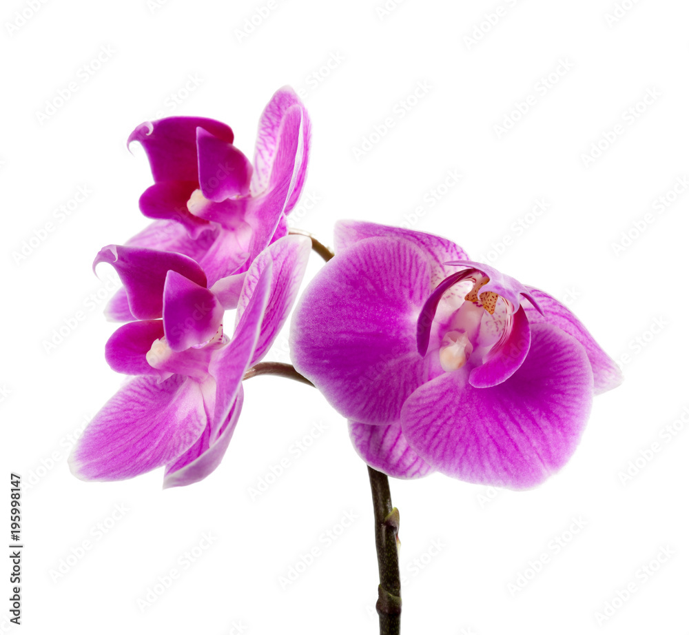 Obraz premium orchid isolated on white