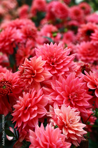 Abundance of color./A considerable quantity of buds dahlias of darkly pink color form a continuous color stain.