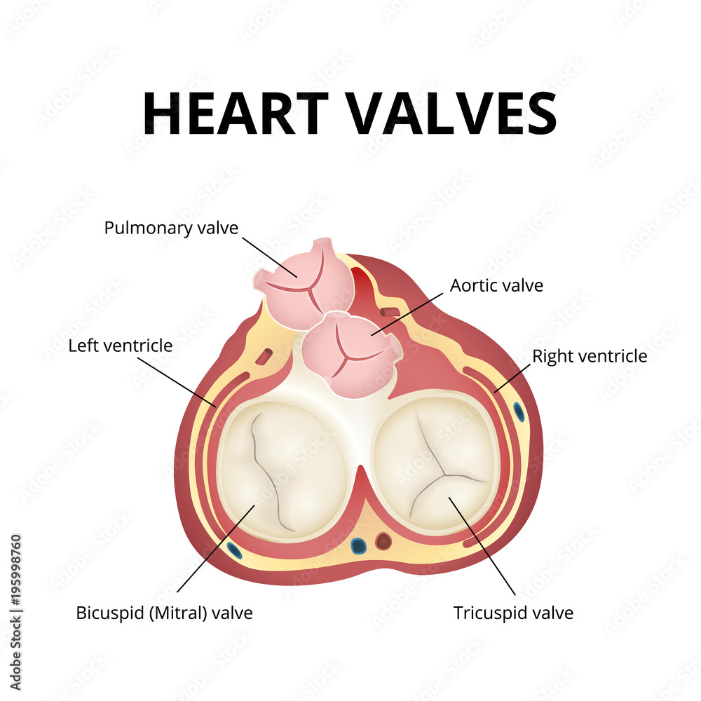 Obraz premium heart valves anatomy
