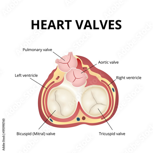heart valves anatomy