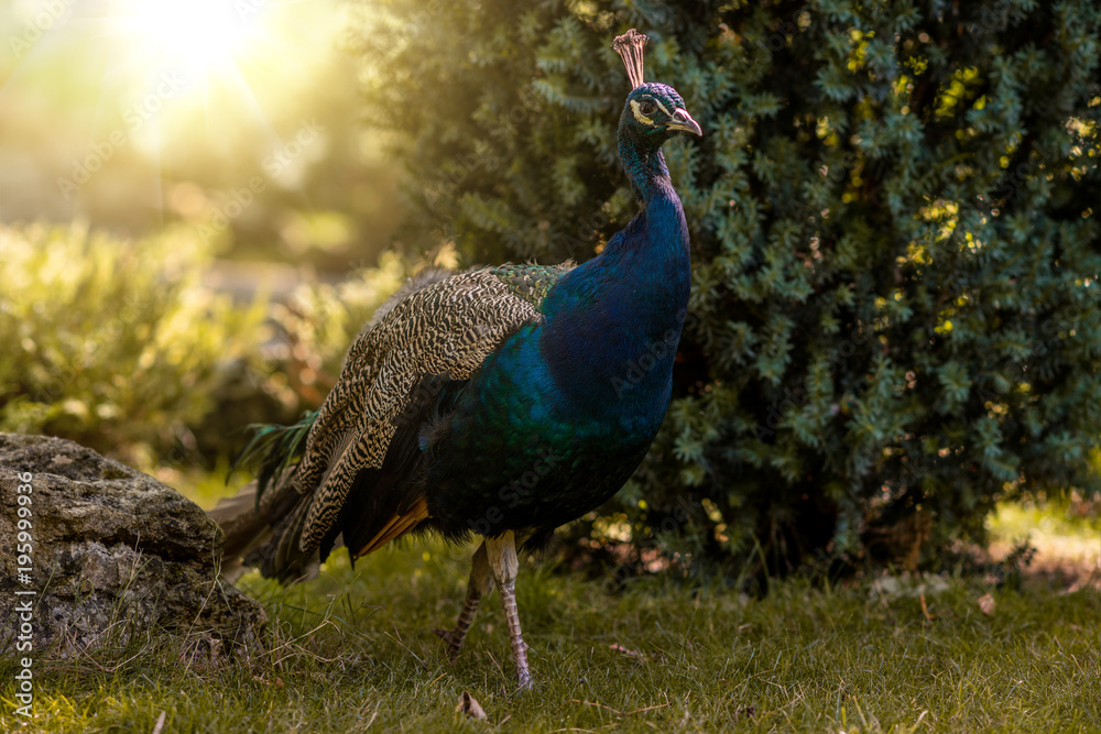 Fototapeta premium beautiful peacock outdoor