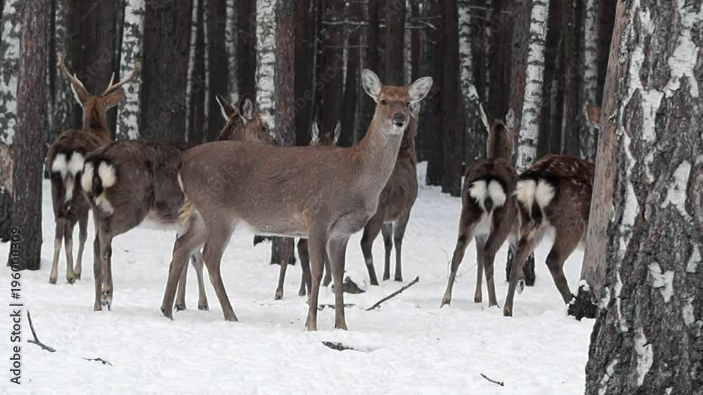 Fine deers in the nature reserve of Ukraine. Fine deers in the nature reserve of Ukraine.