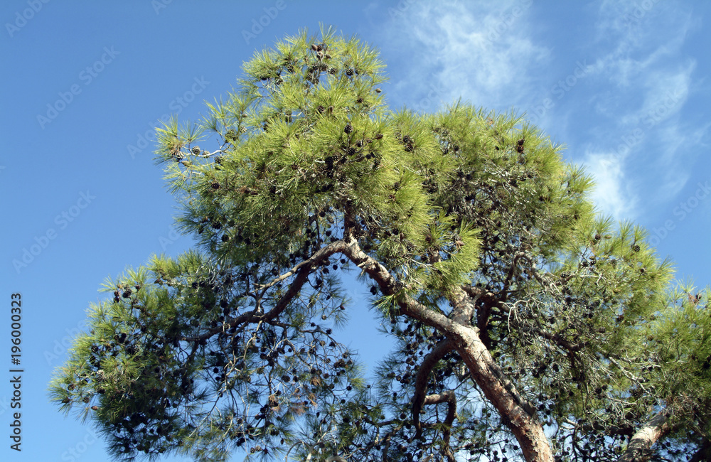 Pine trees in the Troodos Mountain Forest, Cyprus Pine trees in the Troodos Mountain Forest, Cyprus