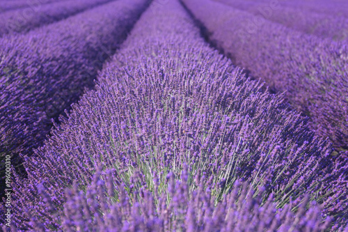 Natural floral lavender background, ultra violet concept - color of the year 2018