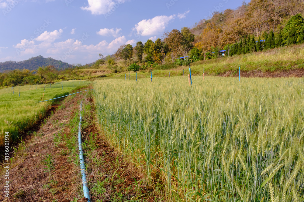 Srinkler system watering in barley fields,barley in field conversion test at North Thailand