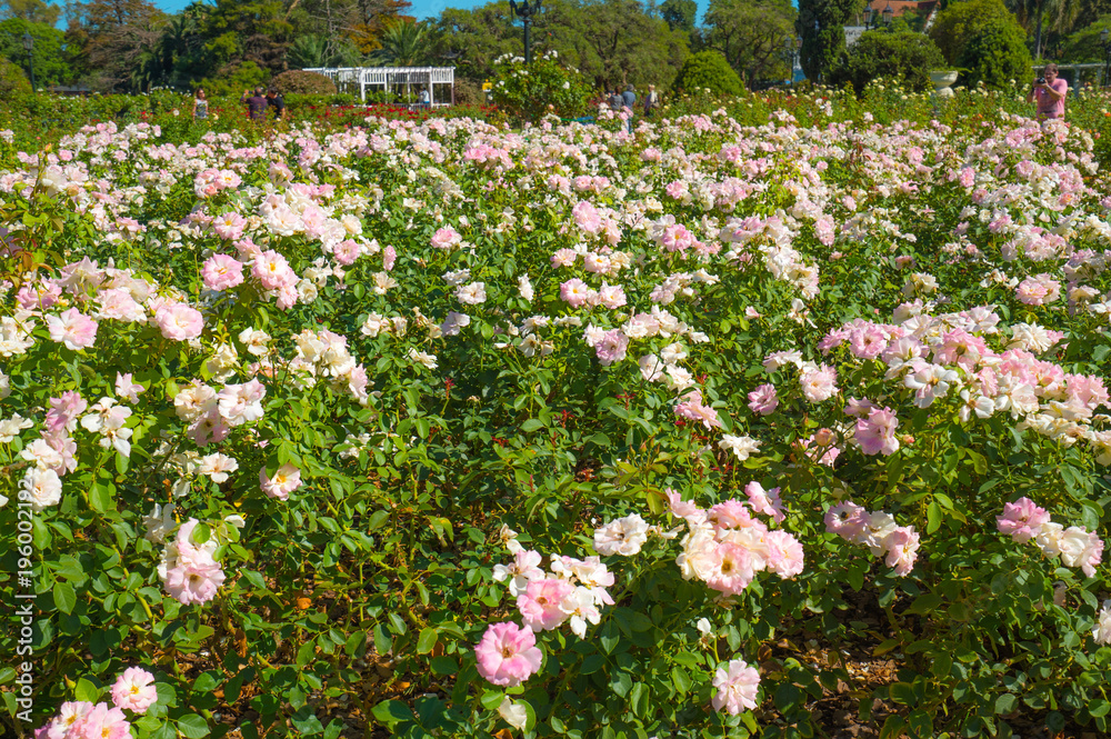 Palermo rose garden