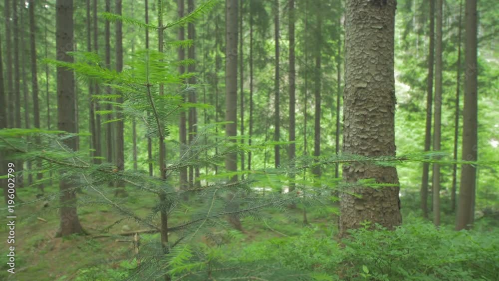 Young tree inside a forest