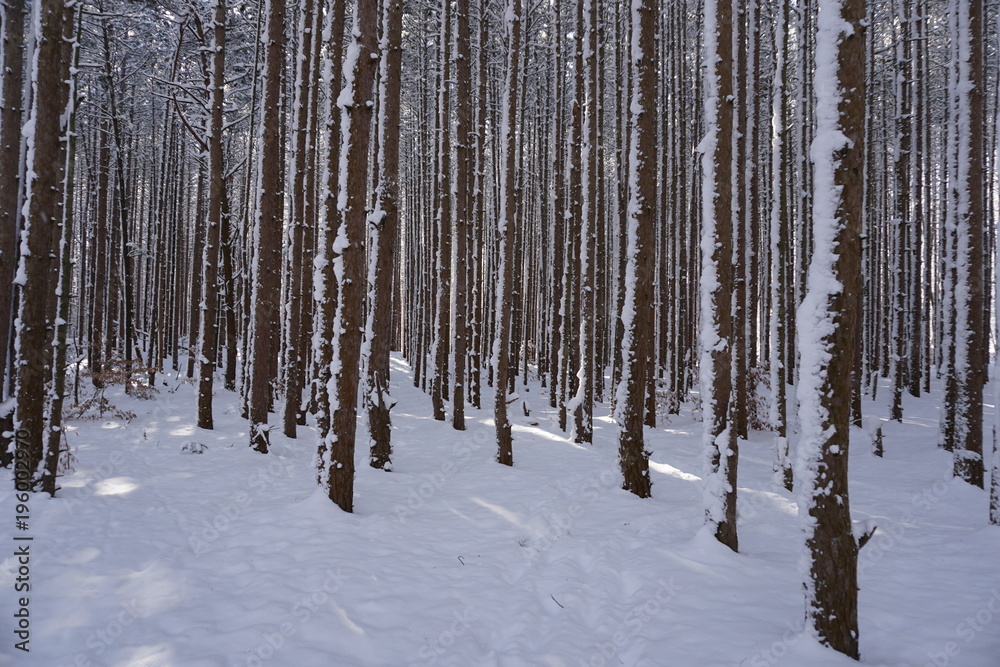 Pine trees covered in snow in midwest forest