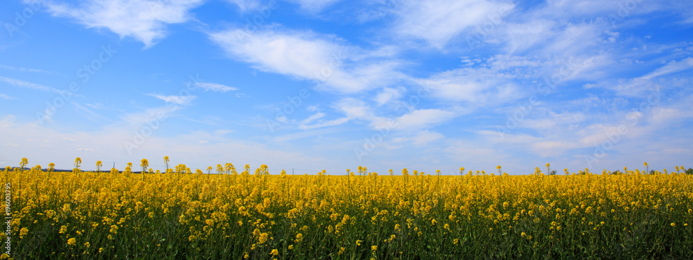 Fototapeta premium Rape field and blue sky.