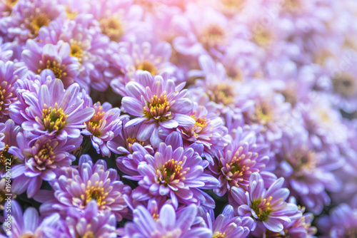 Purple chrysanthemum flowers, background, texture