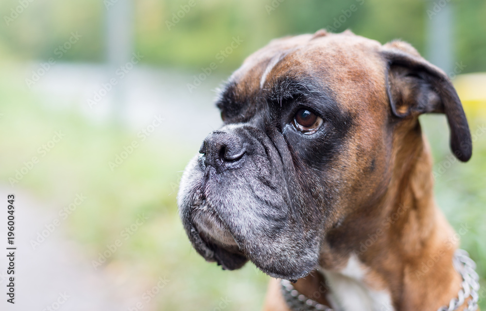 Alter boxer mit grauer schnauze Alter boxer mit grauer schnauze