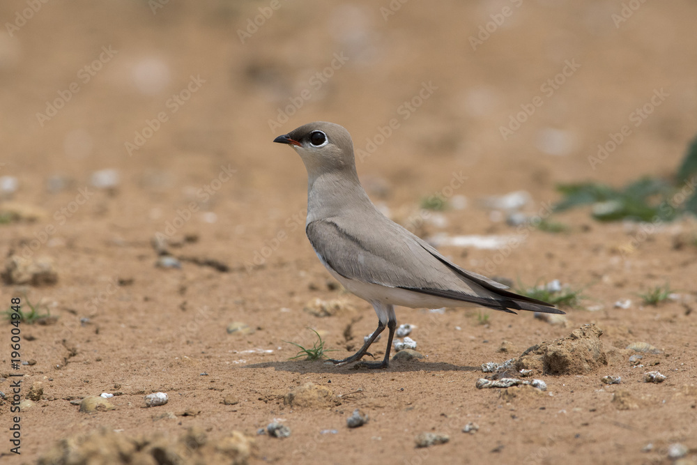 Small Pratincole or Milky Pratincole in nature Small Pratincole or Milky Pratincole in nature
