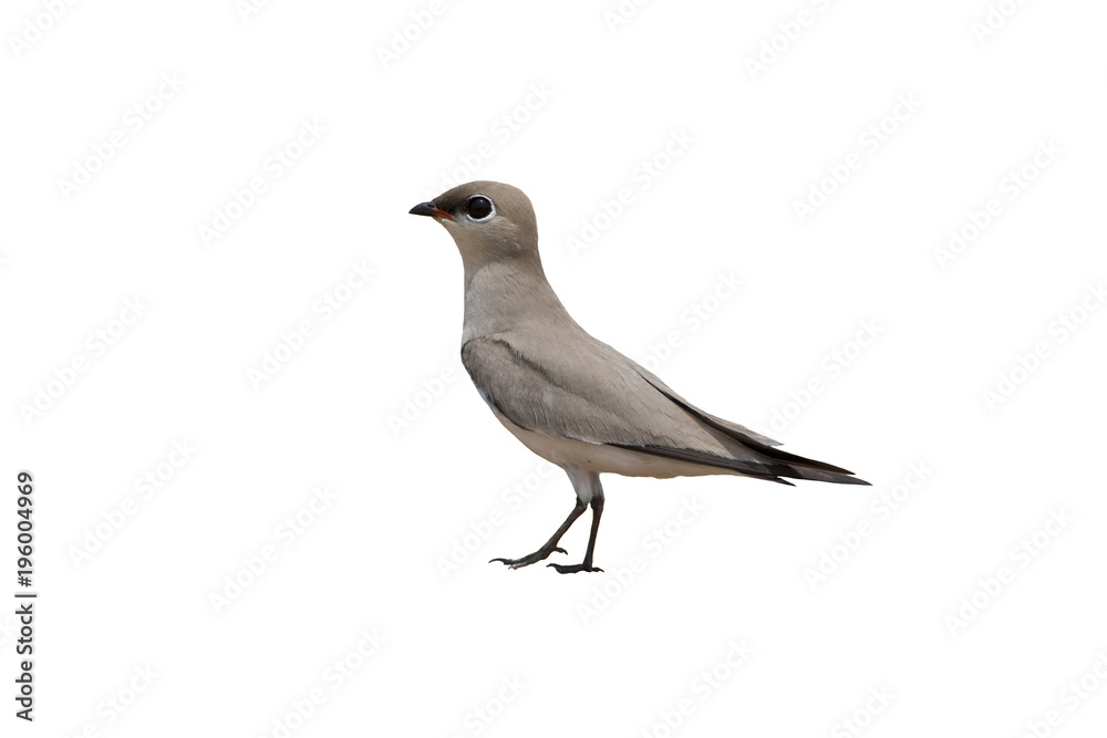 Small Pratincole isolated on white background Small Pratincole isolated on white background