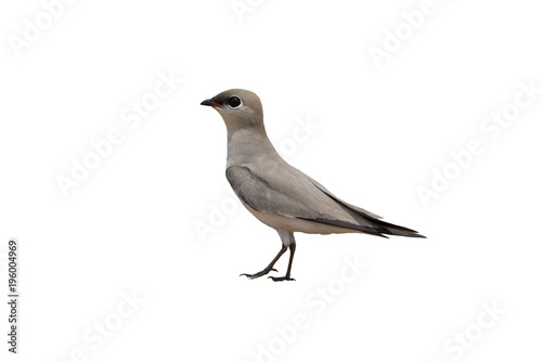 Small Pratincole isolated on white background