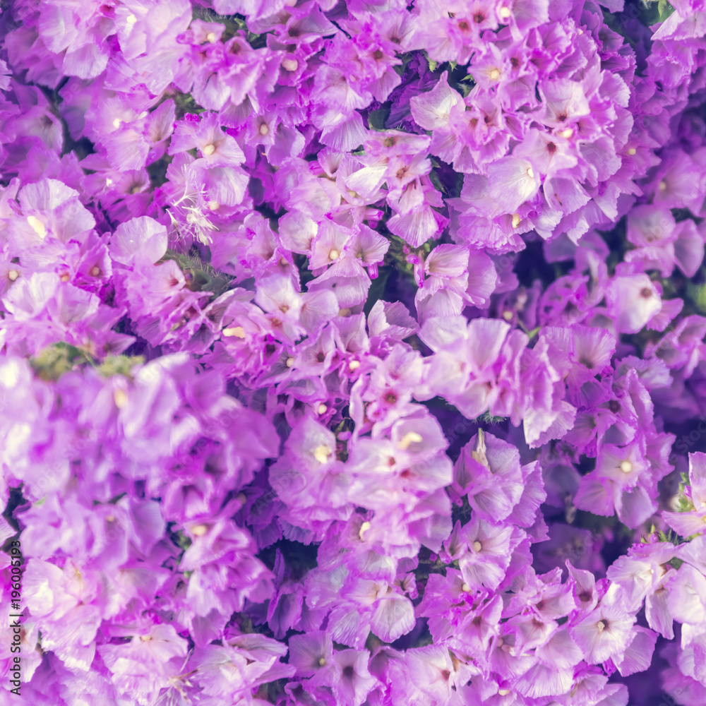 Delicate pink flowers, background, texture