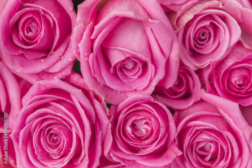 Pink roses, background, texture