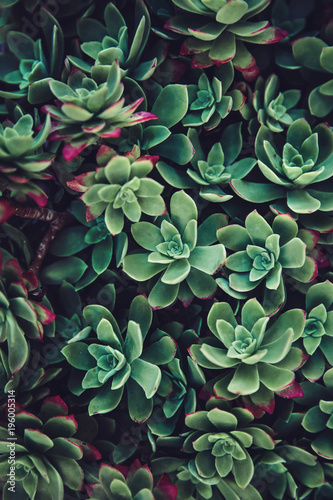 Thick green succulent closeup pattern vertical background. Hipster plant floral texture.