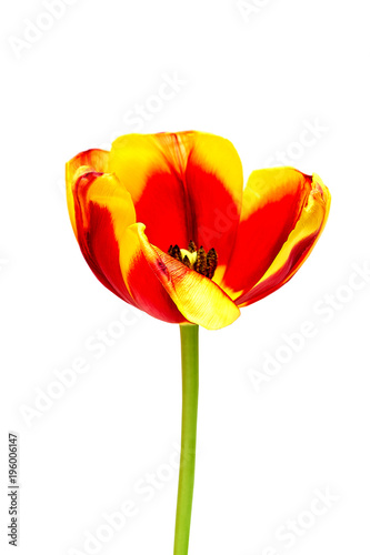 A red and yellow tulip on a white background  closeup. Isolate.
