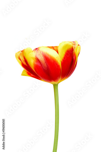 A red and yellow tulip on a white background  closeup. Isolate.
