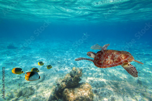 Green turtle swimming in the tropical water of Caribbean Sea photo