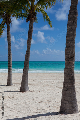 Three palm trees on the empty beach  Mexico