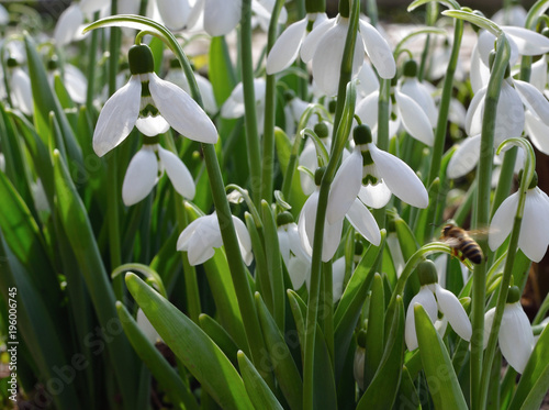 white snowdrops. closeup. selective focus. first bee in frame. spring is coming.