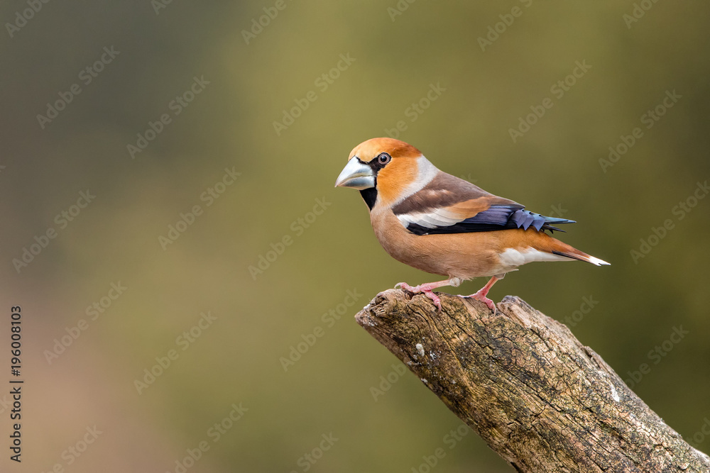 Hawfinch in the wild