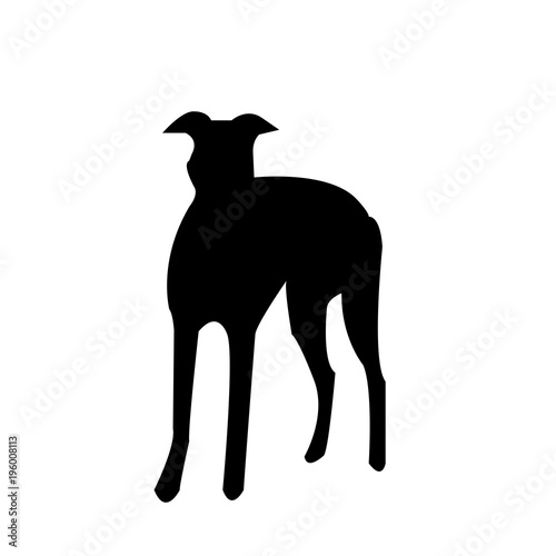 black greyhound silhouette on white background