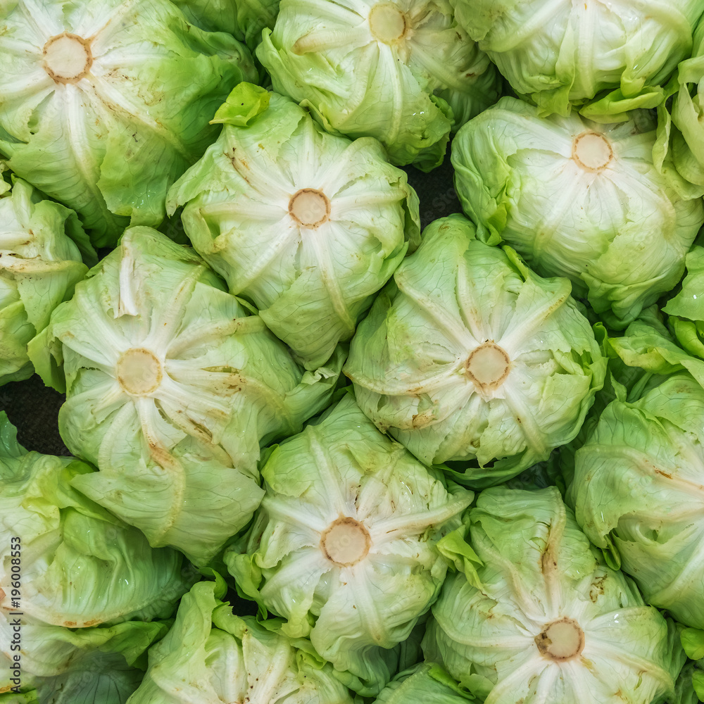 Rows of lettuce, bottom view, background, texture Rows of lettuce, bottom view, background, texture