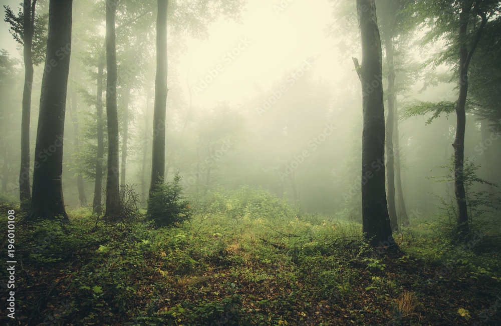 foggy woods, green landscape