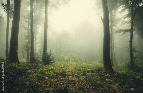 Fototapeta Naklejka Na Ścianę i Meble -  foggy woods, green landscape