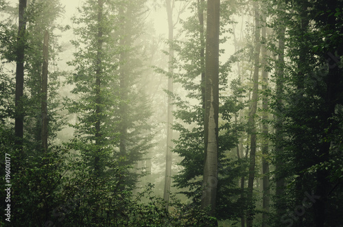 green misty forest background