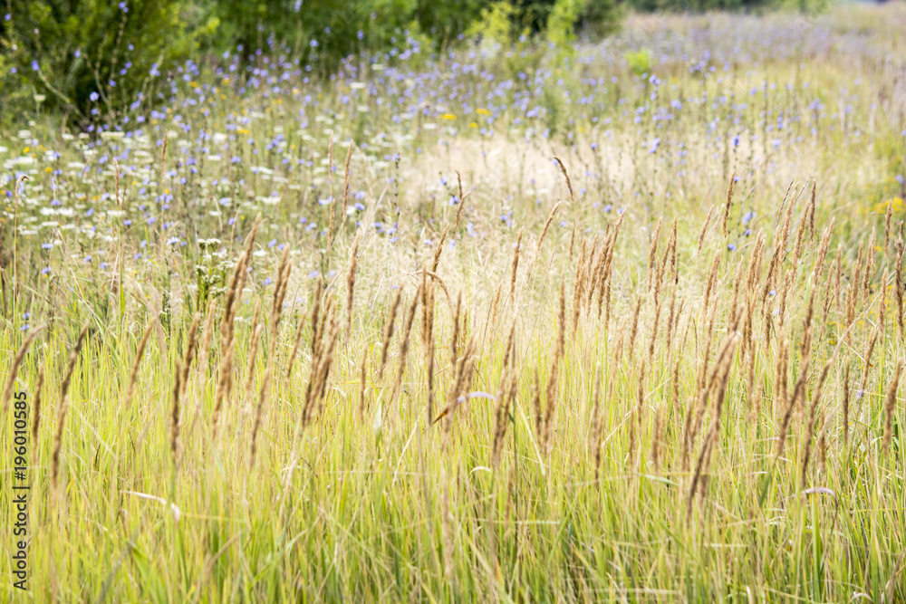 Wildflowers. Summer field. naturalness and beauty of nature Wildflowers. Summer field. naturalness and beauty of nature