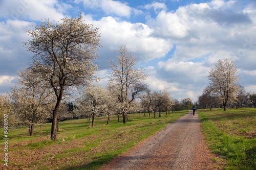 Rural road and flowering trees, springtime view