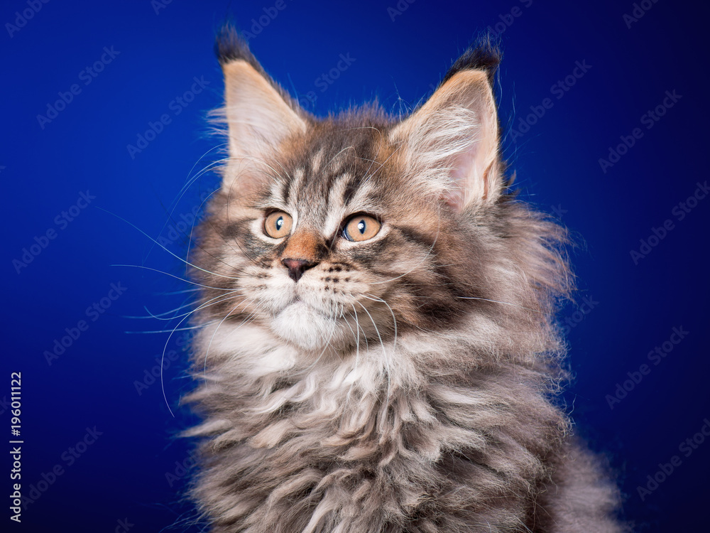 Maine Coon kitten 2 months old sitting on scratching post for cats. Studio photo of beautiful black tabby domestic kitty on blue background.