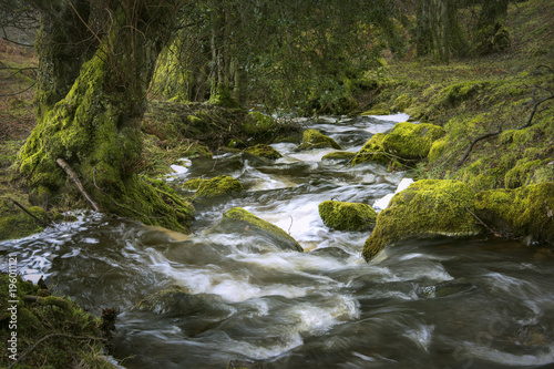 Fototapeta Naklejka Na Ścianę i Meble -  Rural woodland flowing Brook, Shropshire,UK
